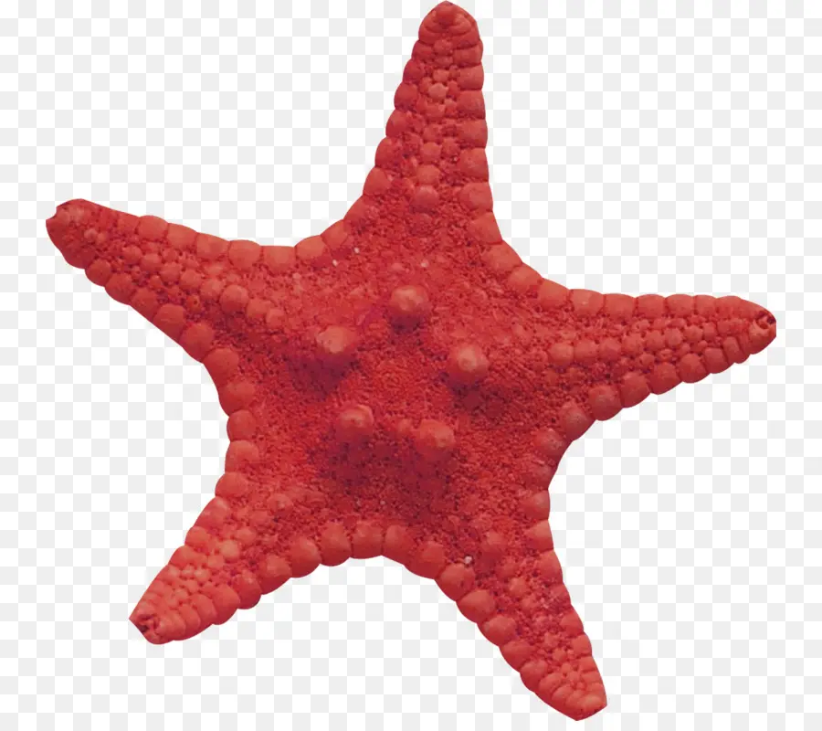 Bintang Laut，Bahan PNG