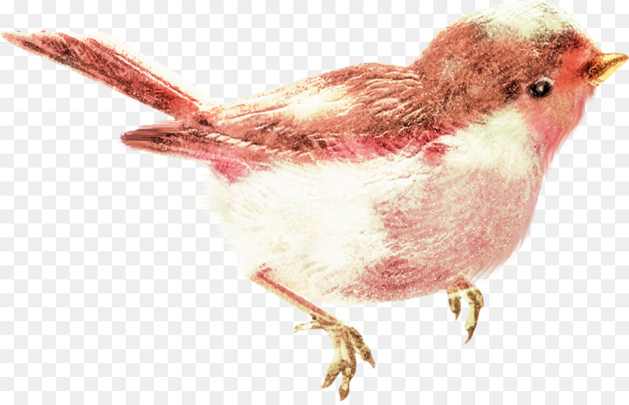 Burung，Robin PNG