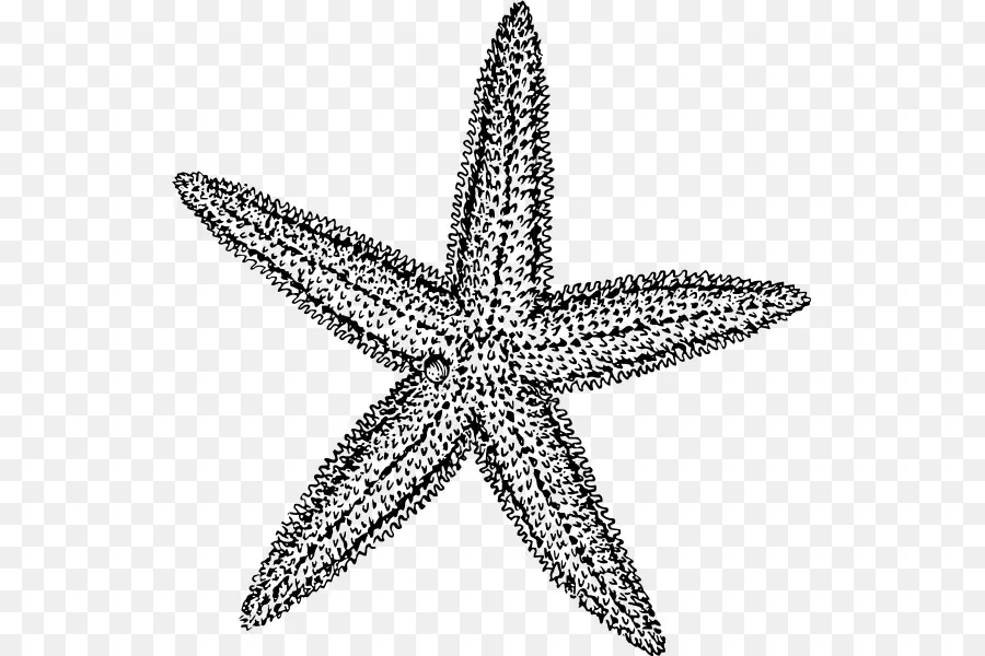 Bintang Laut，Gambar PNG