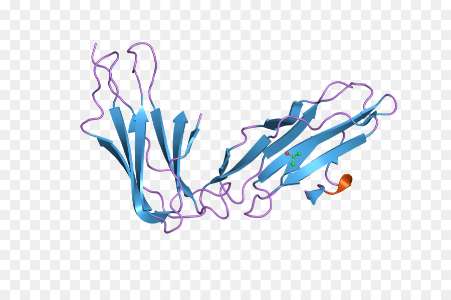 Protein，Molekul PNG