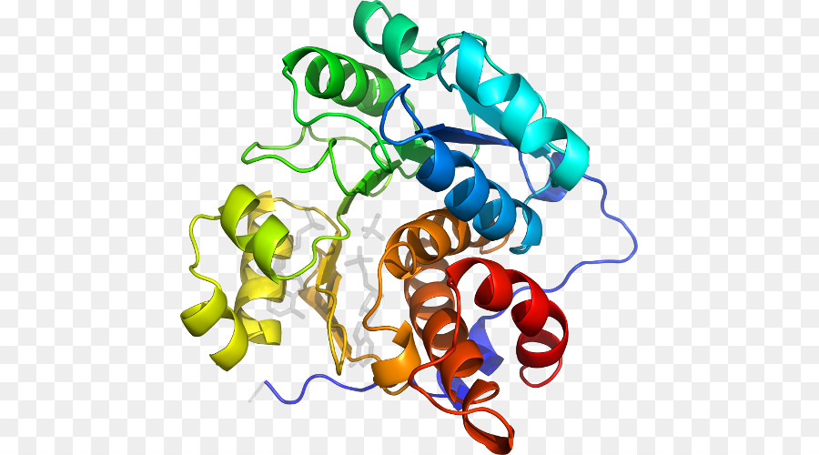 Protein，Molekul PNG