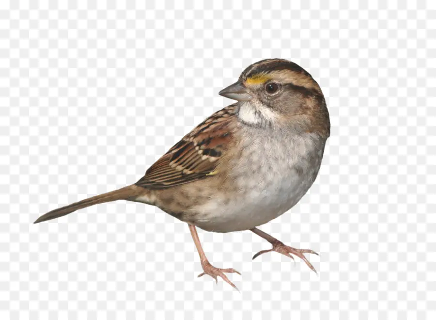 House Sparrow，Burung Gereja PNG
