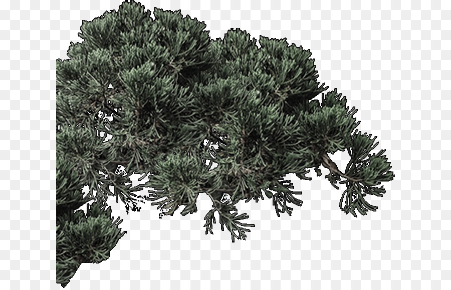 Cemara，Pinus PNG