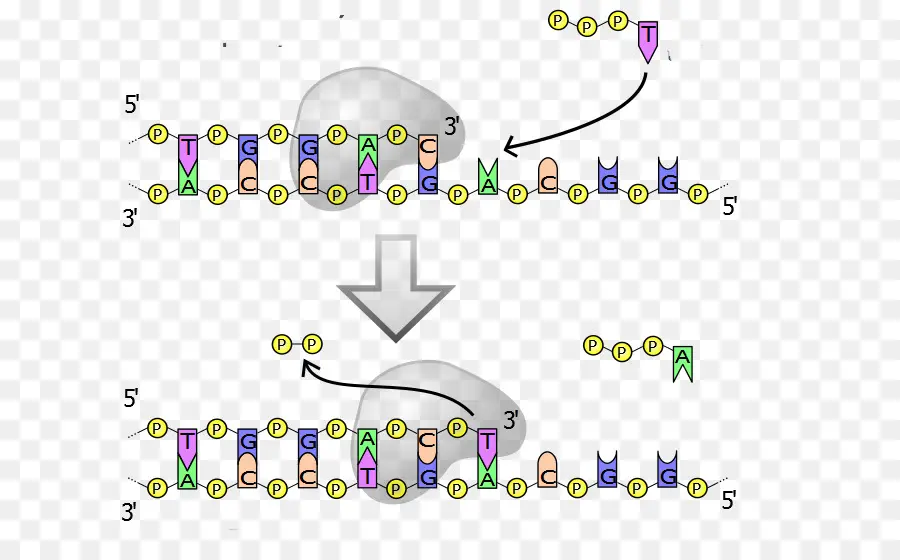 Urutan Dna，Genetika PNG