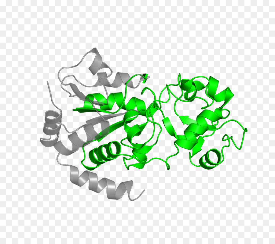 Protein，Molekul PNG