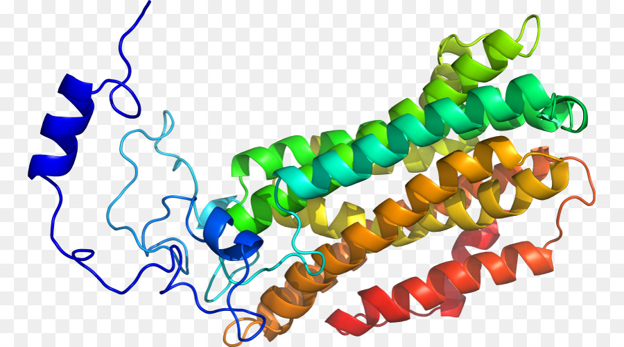 Struktur Protein，Molekul PNG