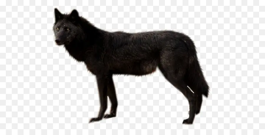 Anjing，Serigala Hitam PNG