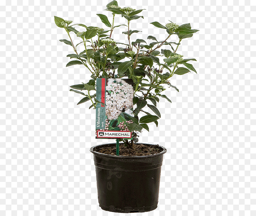 Viburnum Tinus，Pot Bunga PNG