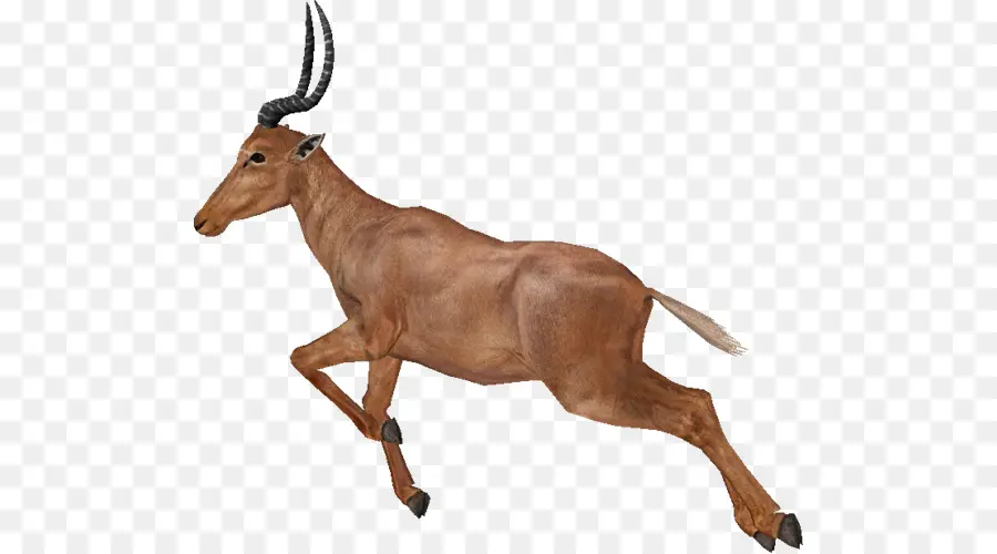 Gazelle，Impala PNG