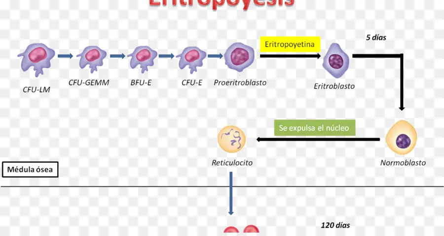 Diagram Eritropoiesis，Eritropoiesis PNG