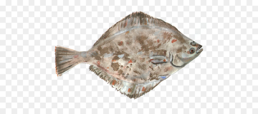 Menggelepar，Peacock Flounder PNG