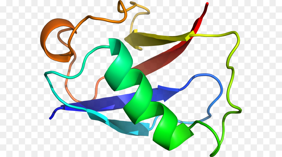 Struktur Protein，Molekul PNG