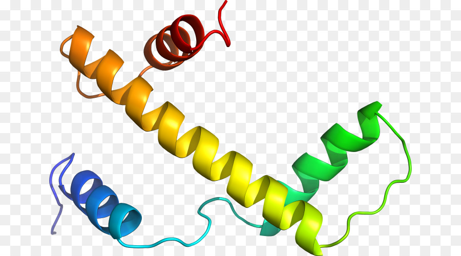 Protein，Molekul PNG