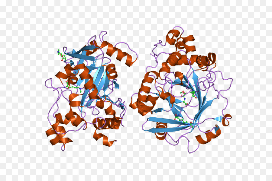 Demethylase，Gen PNG