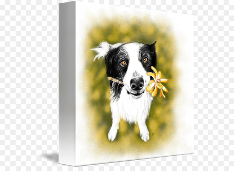 Border Collie，Anjing Berkembang Biak PNG