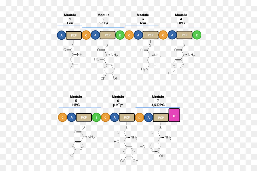 Vancomycin，Peptida Nonribosom PNG