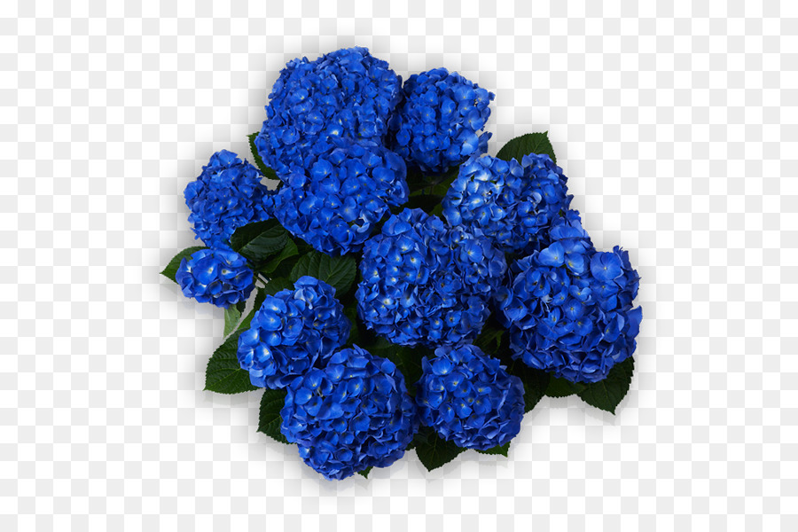 Hydrangea，Biru PNG