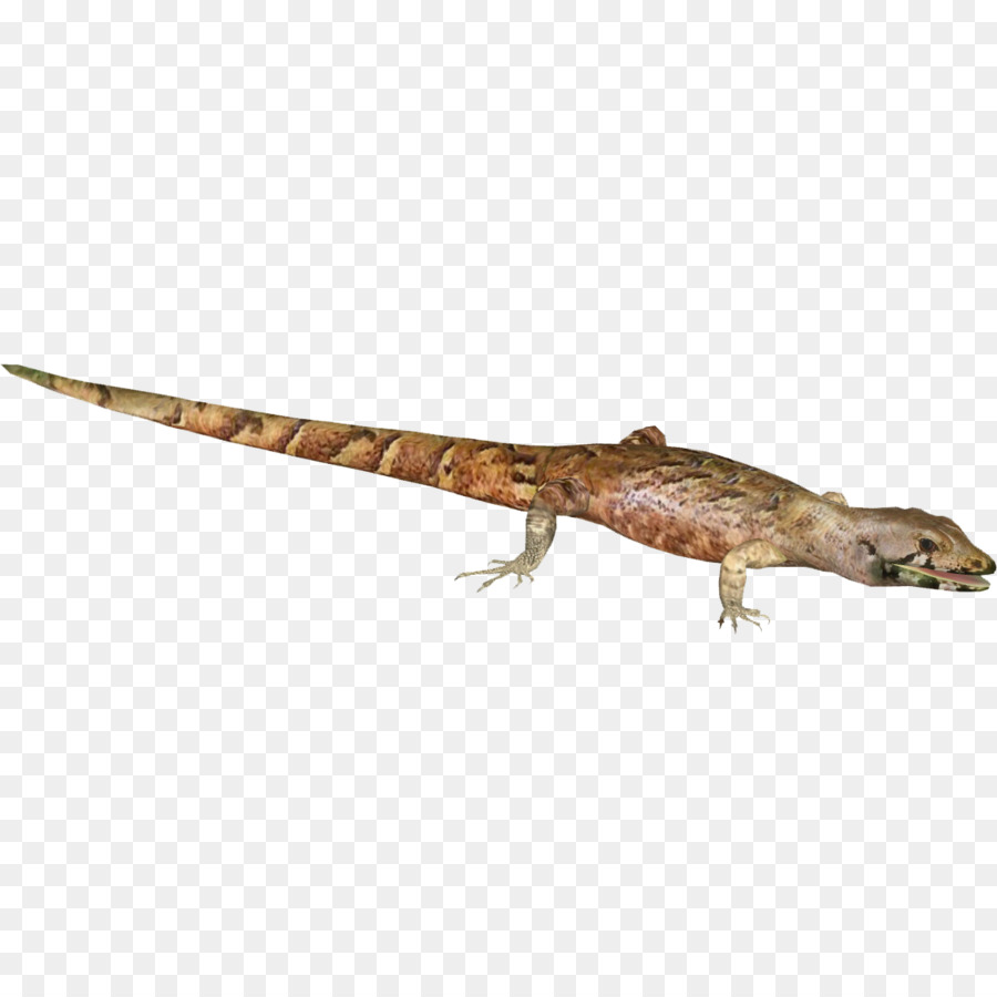 Agama，Tokek PNG