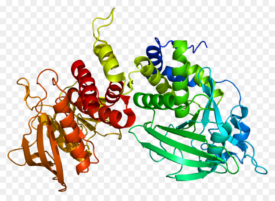 Struktur Protein，Molekul PNG