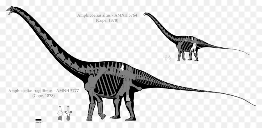 Amphicoelias，Ukuran Dinosaurus PNG