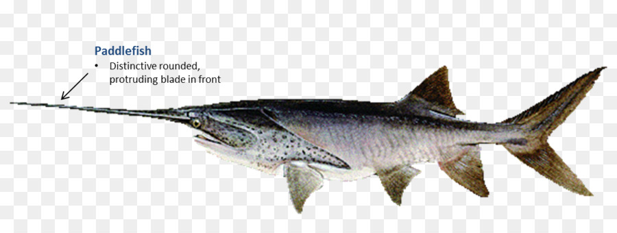 Ikan Todak，Oklahoma PNG