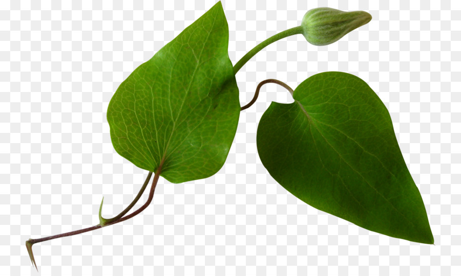 Daun Ivy，Hijau PNG