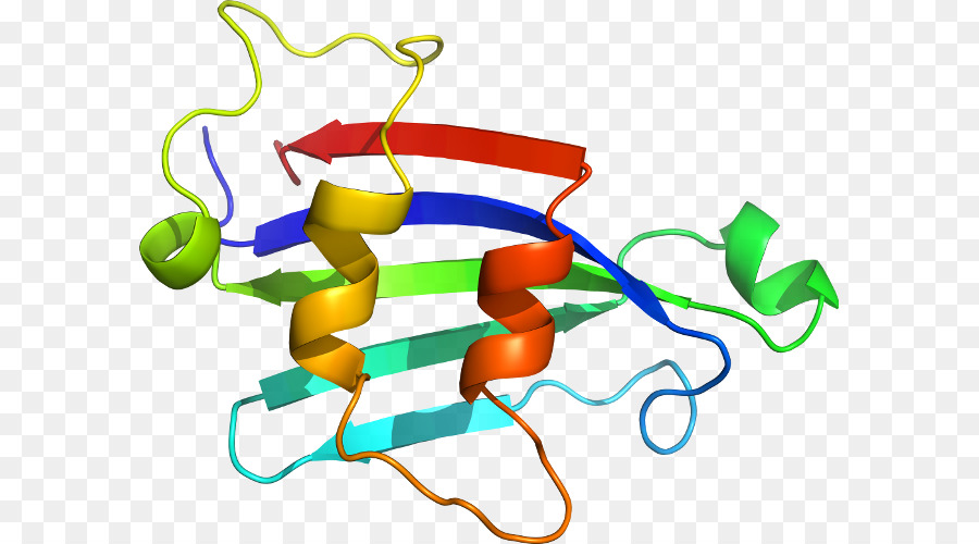 Struktur Protein，Molekul PNG