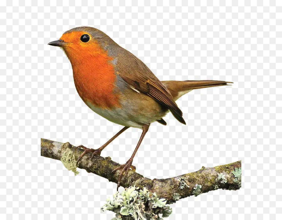 Eropa Robin，Burung PNG