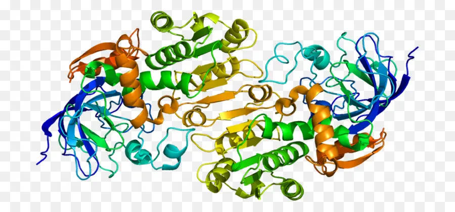 Struktur Protein，Biologi PNG