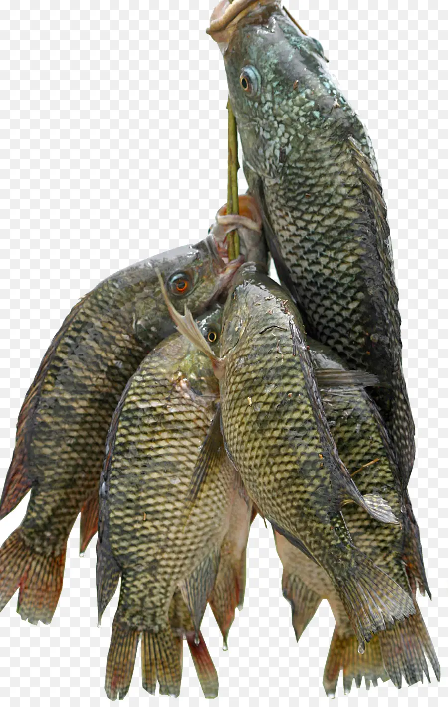 Ikan，Menangkap PNG