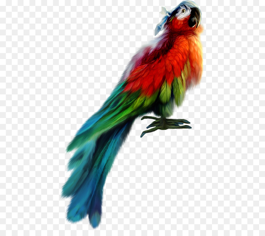 Pembajakan，Burung PNG