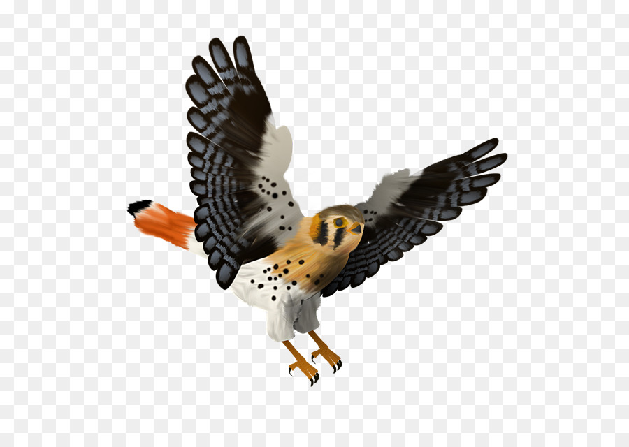 Animasi，Falcon PNG