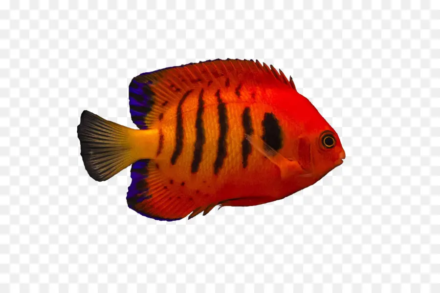 Angelfish，Api Angelfish PNG