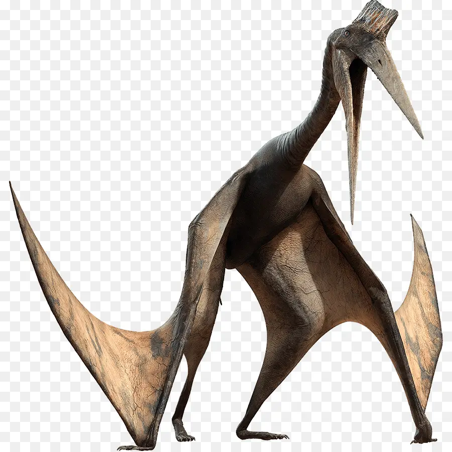 Pterosaurus，Penerbangan PNG