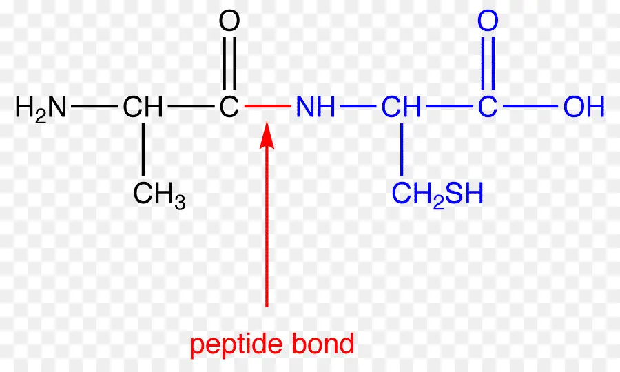 Ikatan Peptida，Asam Amino PNG