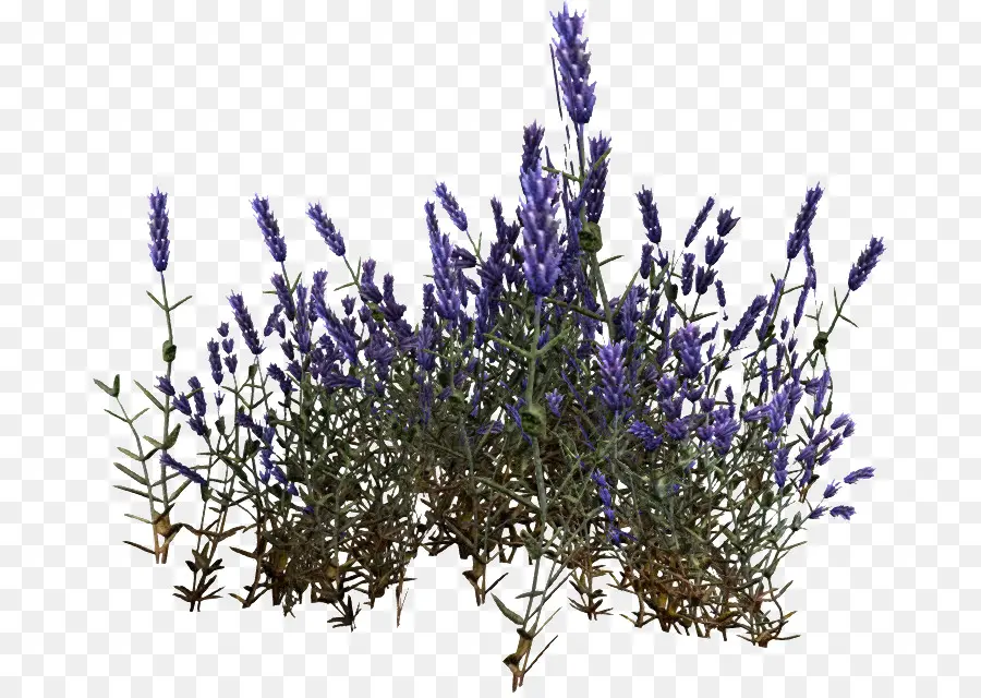 Lavendel，Bunga PNG