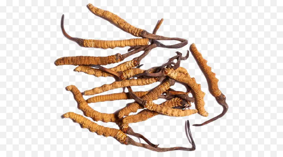 Cordyceps，Herba PNG