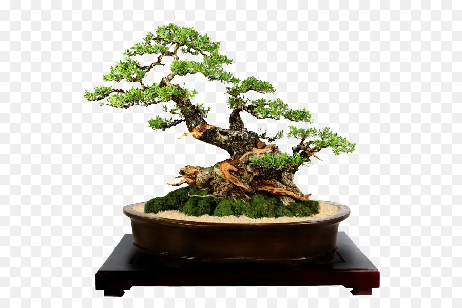 Pohon Bonsai，Miniatur PNG