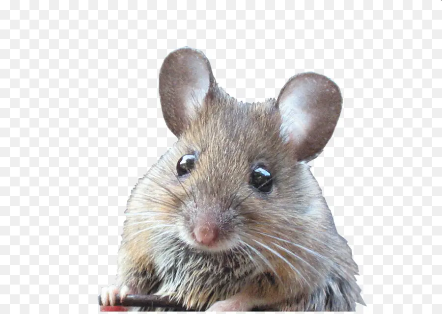 Tikus，Mewah Mouse PNG