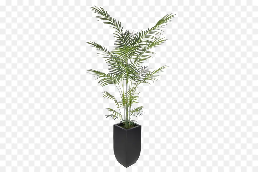 Arecaceae，Areca Palm PNG