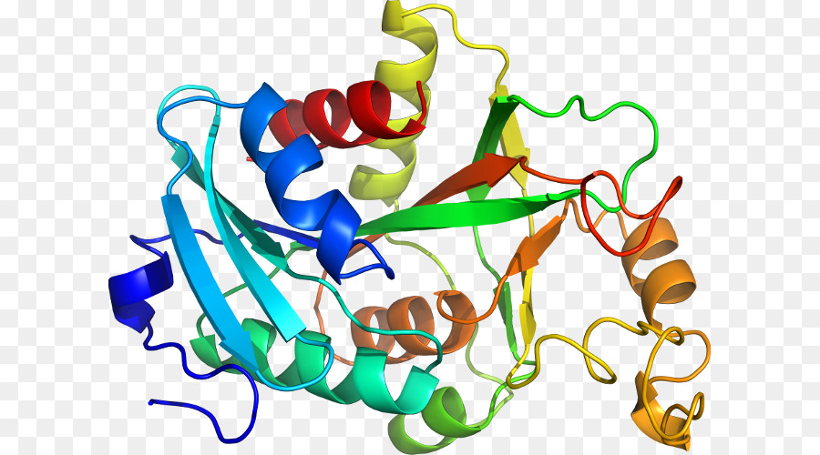 Struktur Protein，Molekul PNG