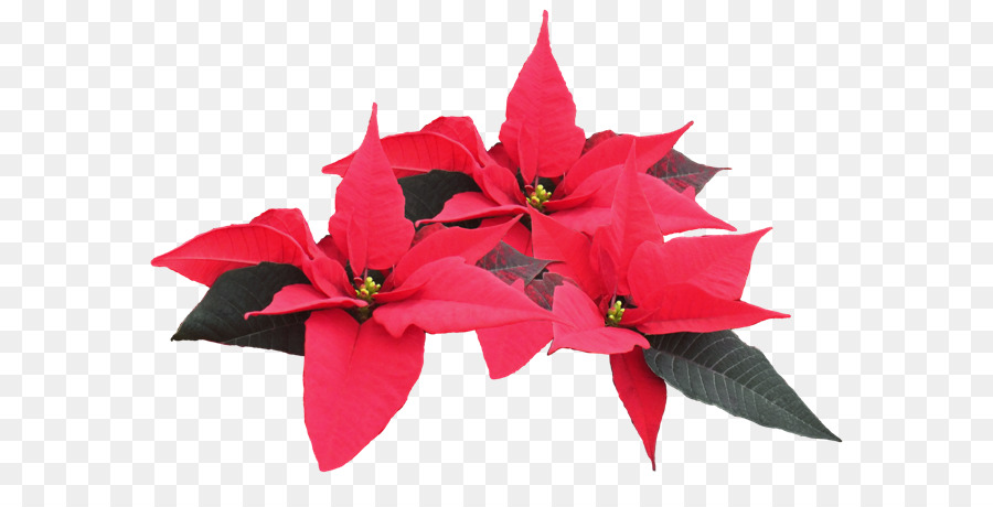 Poinsettia Merah，Natal PNG