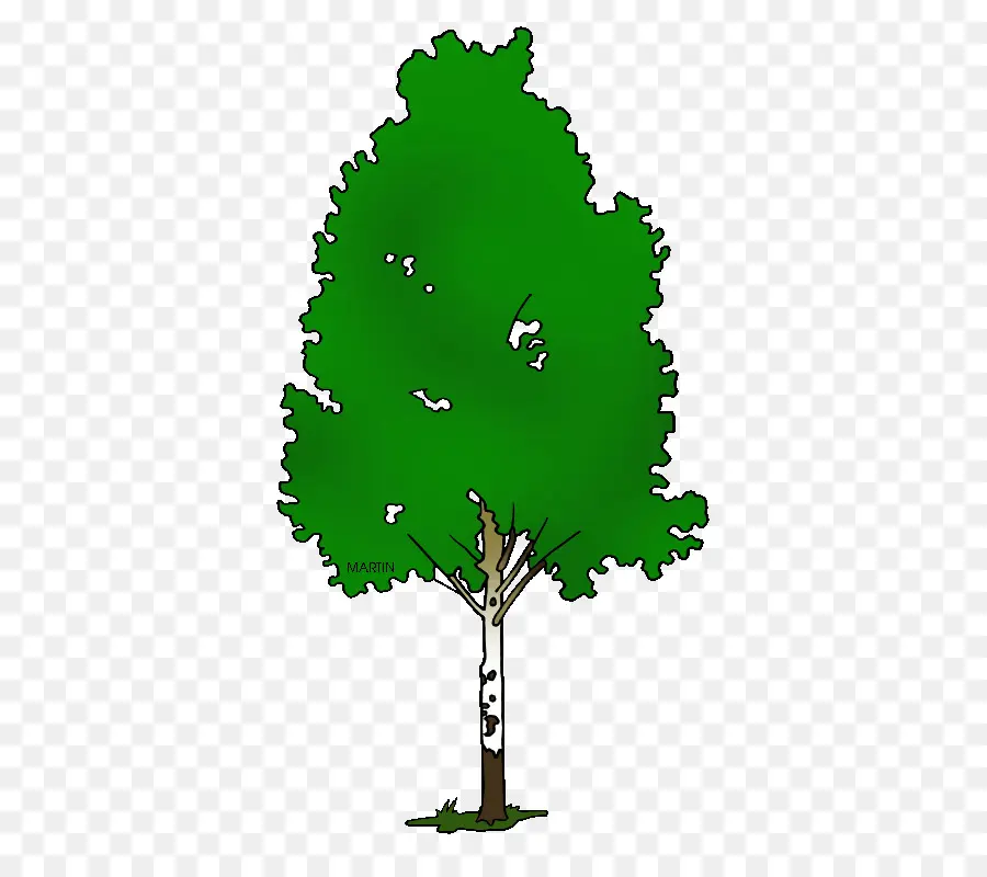 Kertas Birch，Silver Birch PNG