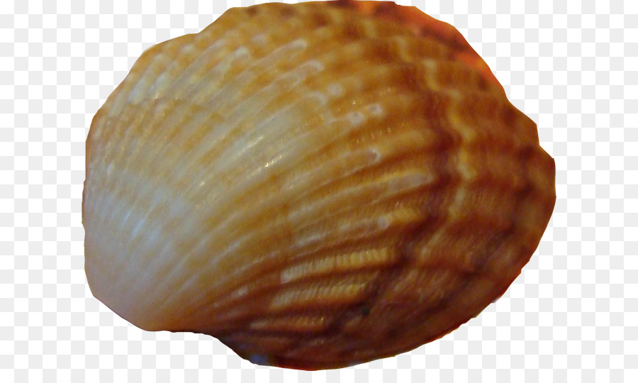 Kerang Laut，Laut PNG