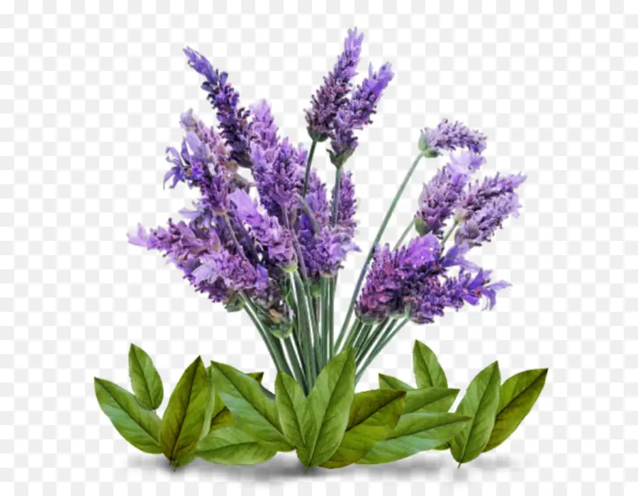 Lavendel，Herba PNG