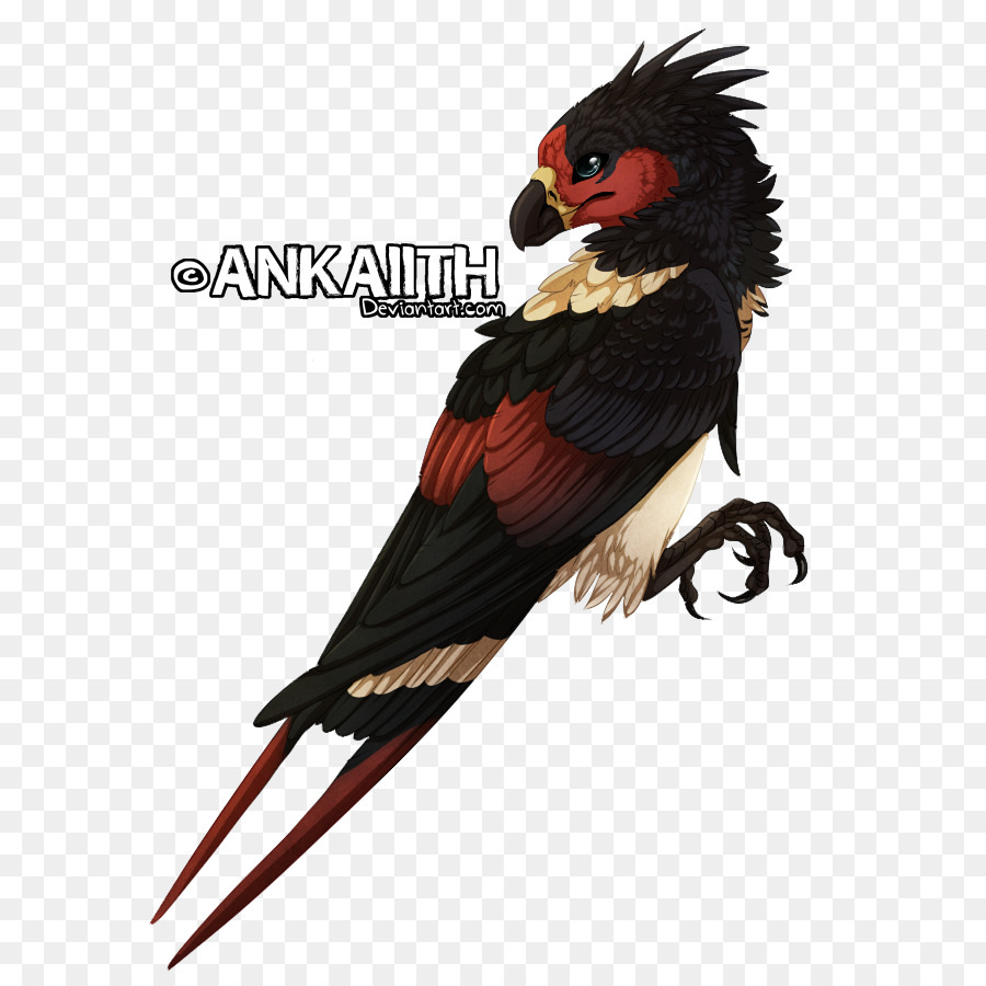 Seni，Macaw PNG