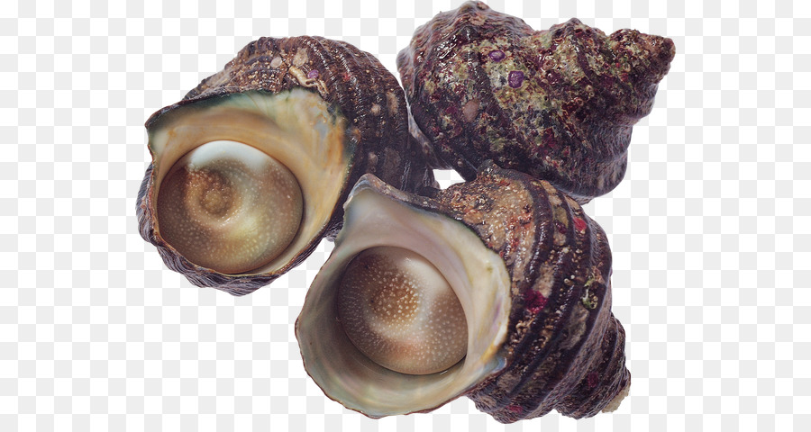 Siput Laut，Siput PNG