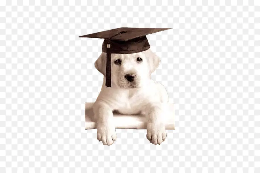 Anak Anjing Dengan Topi Wisuda，Anjing PNG