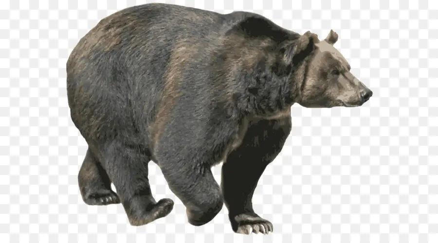 Beruang，Beruang Coklat PNG