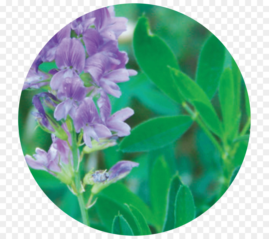 Alfalfa，Daun PNG